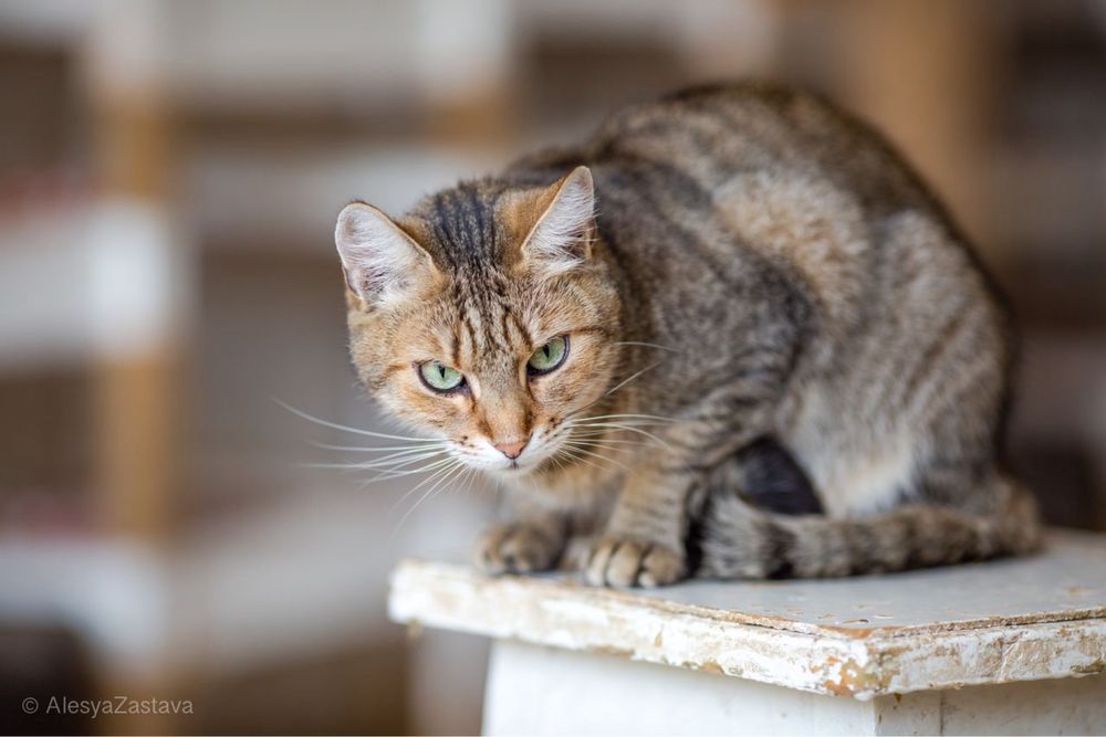 Ручная и контактная кошка Афина, молодая кошка 2 года