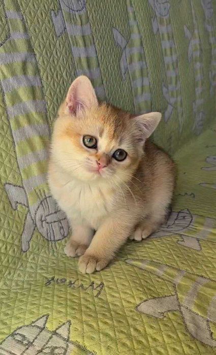Шотландские котята (ЗОЛОТАЯ ШИНШИЛЛА)