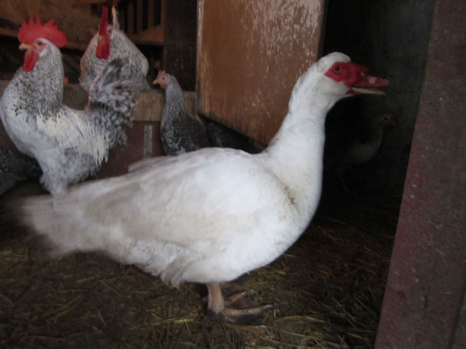 Інкубаційне яйце мускусної качки німецької лінії