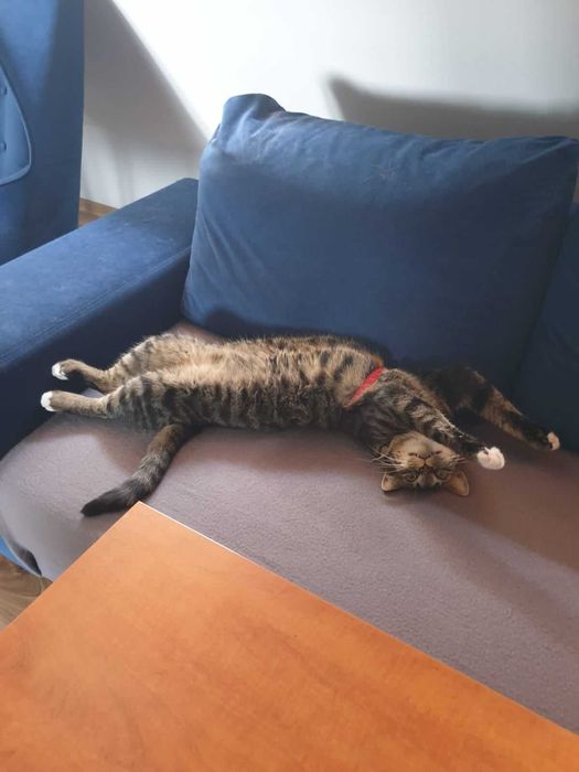 Kot, tygrysek pilnie szuka własnych kolanek