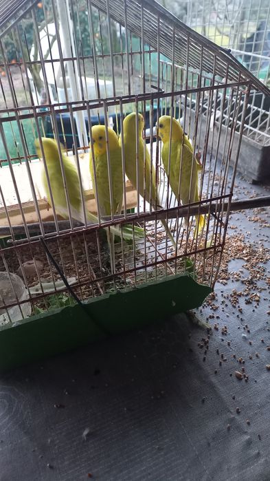 Vendo piriquitos amarelos,a 5 euros cada um.