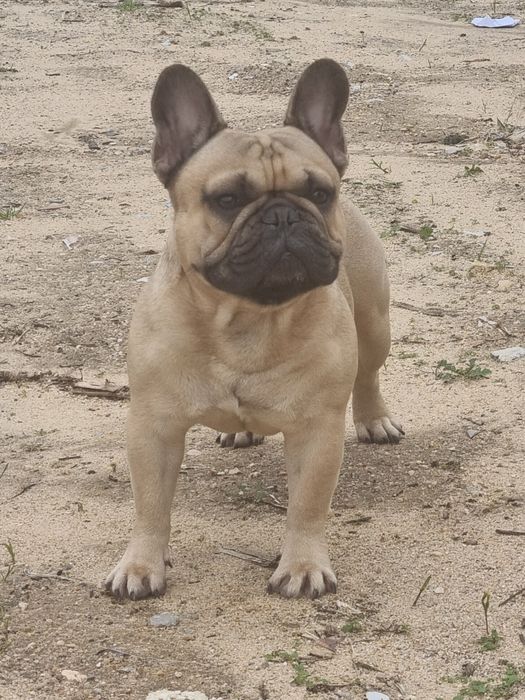 Bulldog Francês Descendente Campeões do Mundo