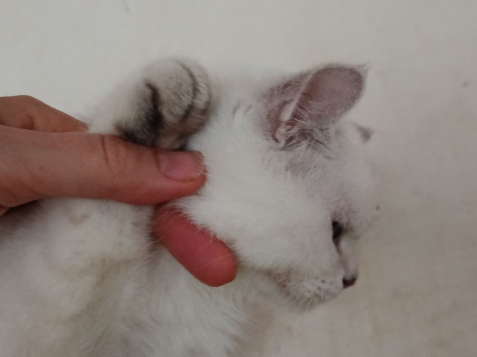 Котик кошеня шиншила колор пойнт синьоокий