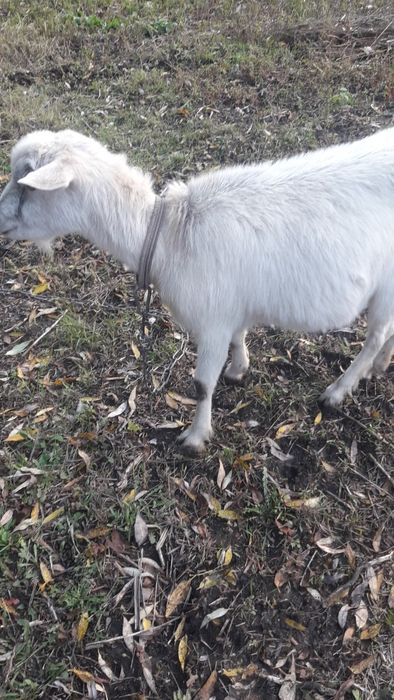 Продам кітну козичку