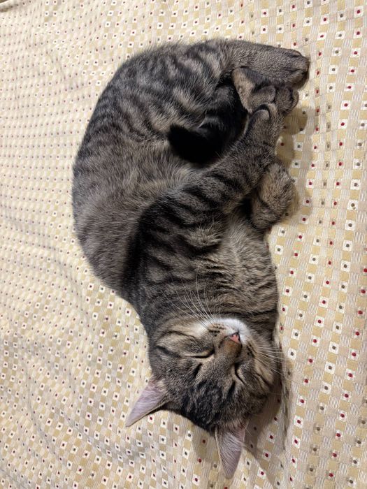 Котик безкоштовно, кiт ,котёнок