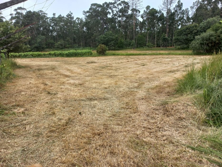 Rolos de feno plastificados 2025