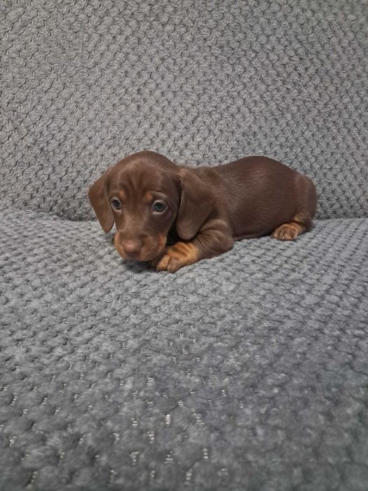 Jamniczki czekoladowe