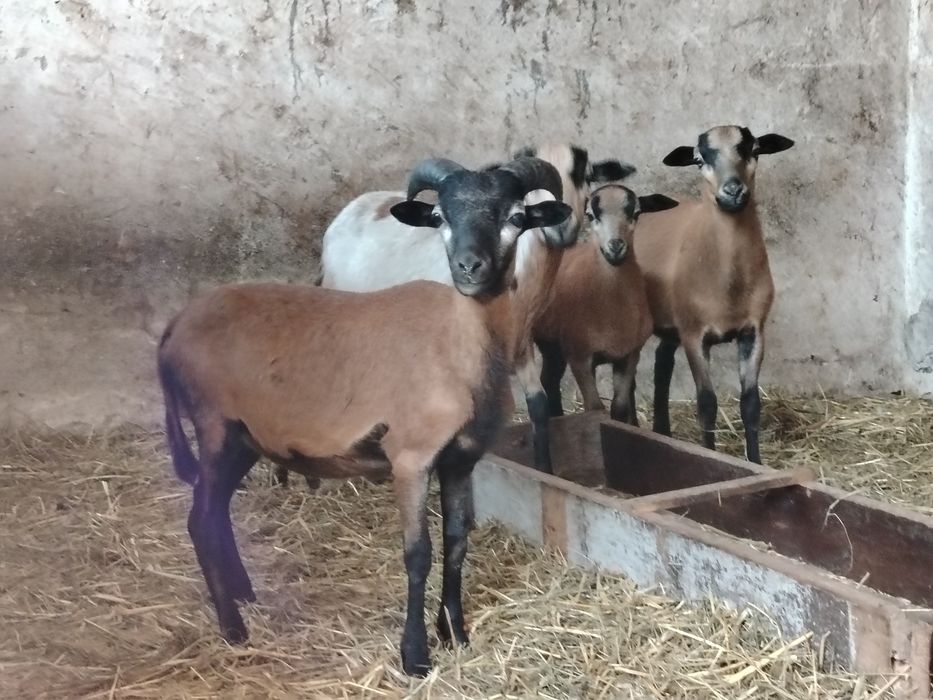 Kozy miniaturka/baranki