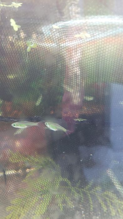 Razbora kubotai (Microdevario kubotai) WYSYŁKA AKWAWIN