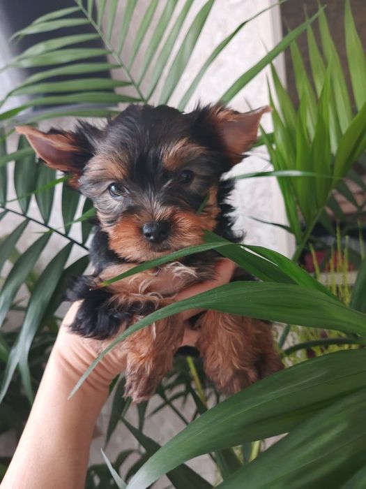 Привитые родословные йорики