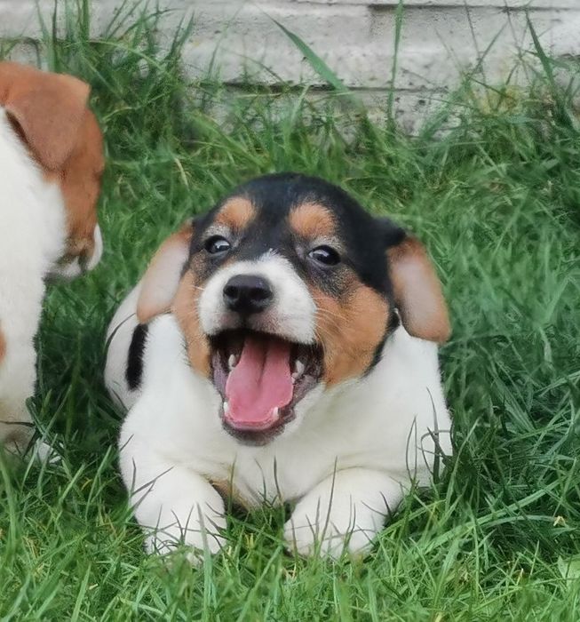Jack russell Terrier piesek