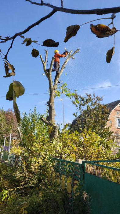 Зрізка дерев.Спилювання складних дерев.Корчування пнів.Обрізка дерев.