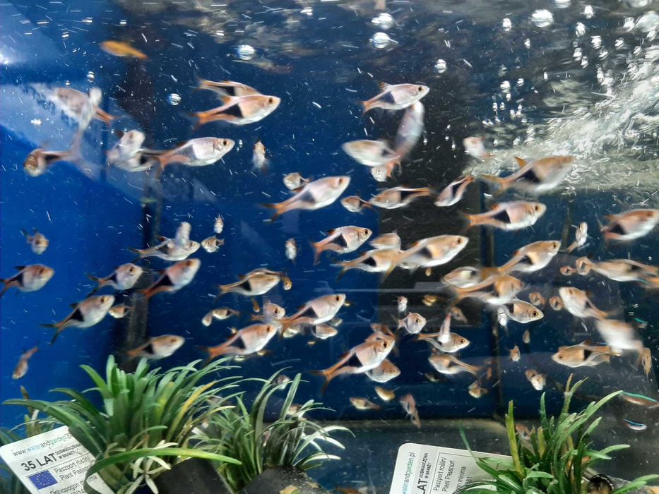 Razbora Klinowa Ryba