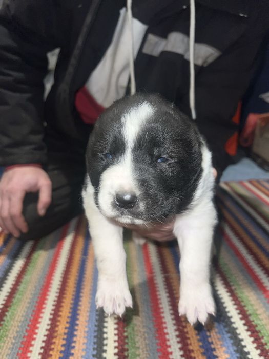 Продам щенков Алабая