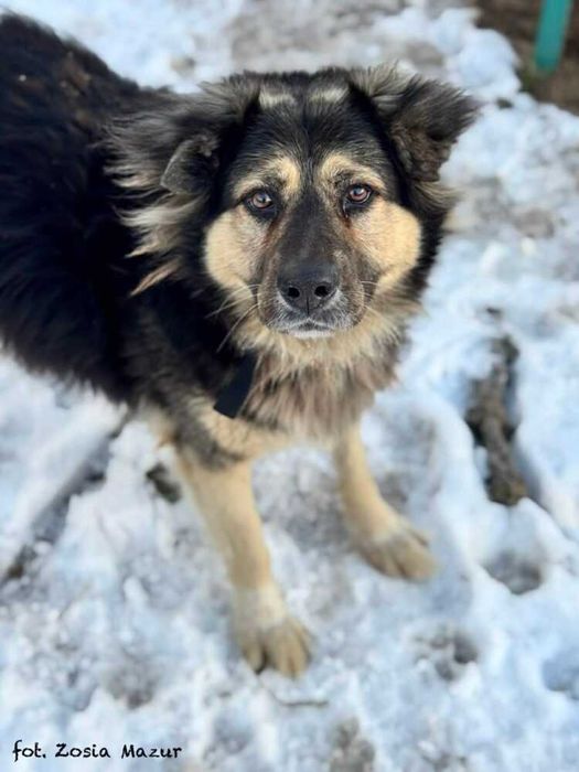 Bercik - duży i pocieszny kudłacz szuka nowego domu z ogrodem 362/25