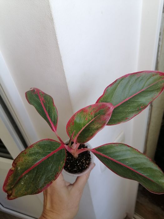 Продаю бегонии, колеусы, сінгоніум  сильвер,, три короля, милк конфеті