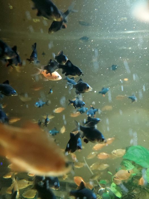 Brzanka mszysta zdrowa