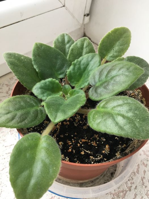 Жіноче щастя(Спатифілум)/фіалки/