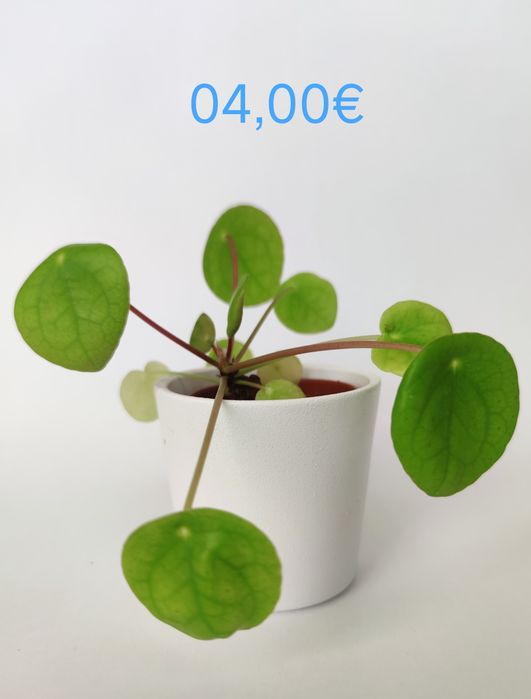 Planta bebé pilea peperomioides