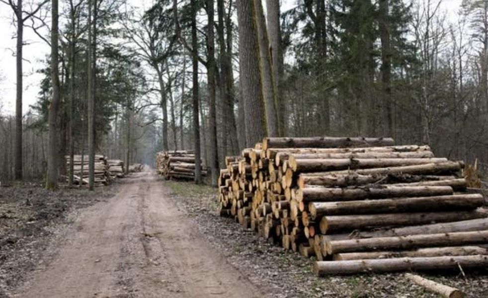 Drewno na pniu sądy lasy i nieużytki wszystko do wycinki !