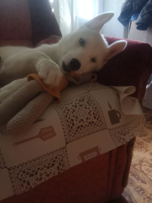 Отдам щенка сибирский хаски