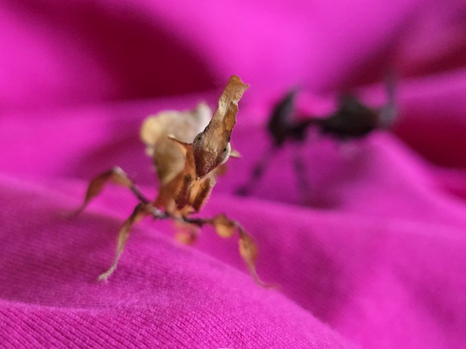 Phyllocrania paradoxa – modliszka liściogłowa L5/ straszyki
