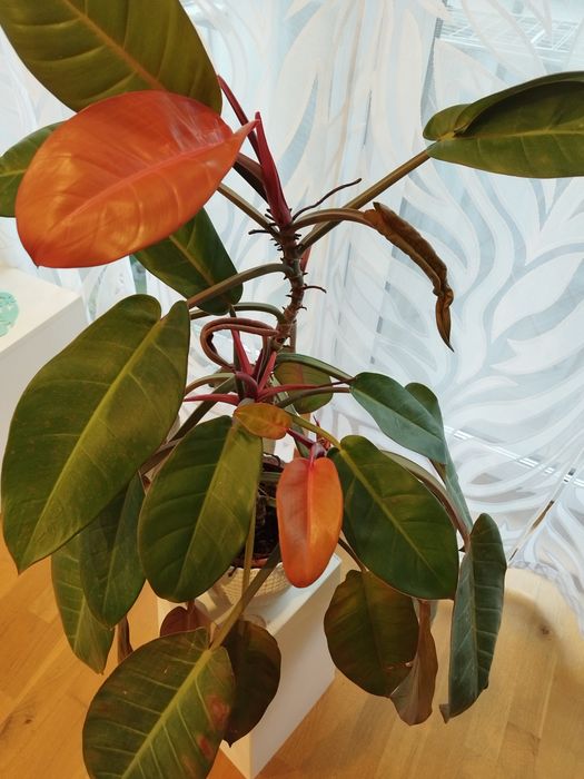 Duży Philodendron Filodendron