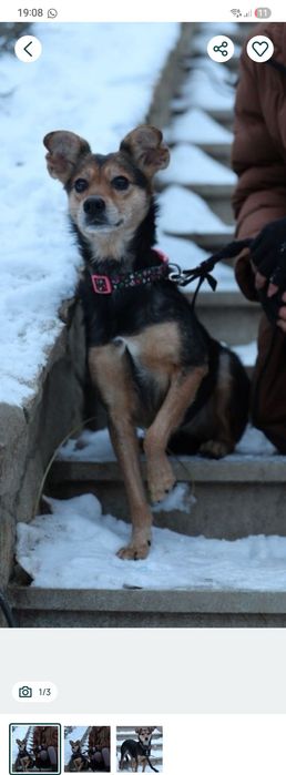 15kg sunia szuka domu