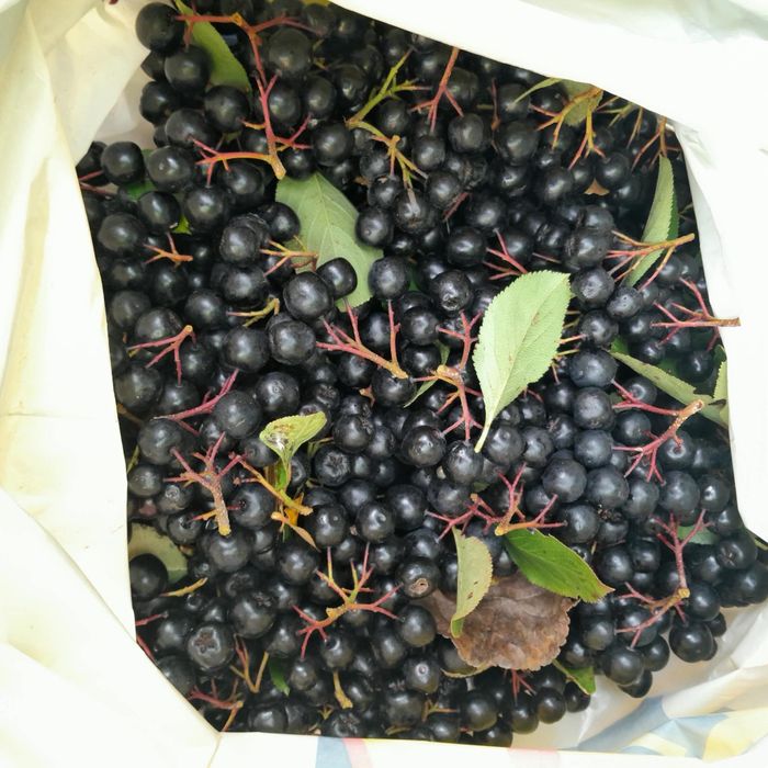 Aronia z własnej działki