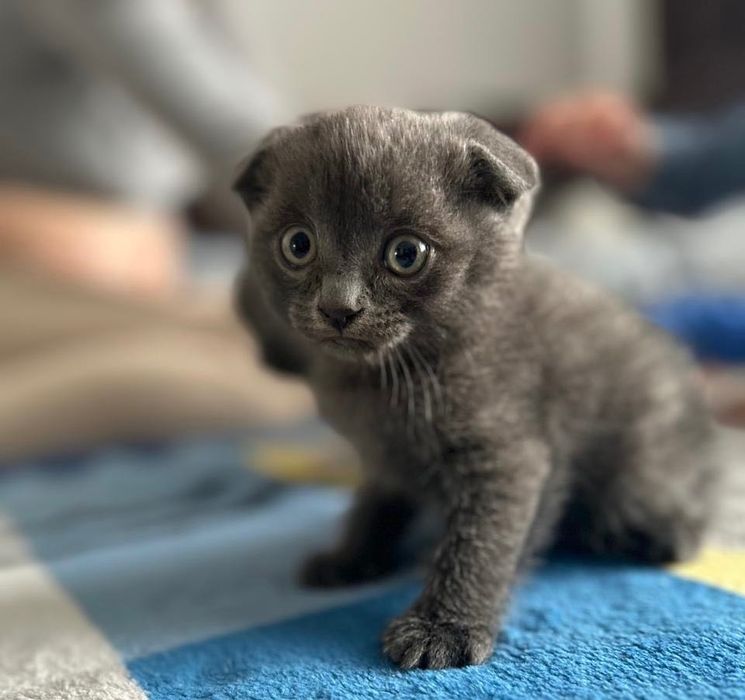 Кошенята породи Scottish fold