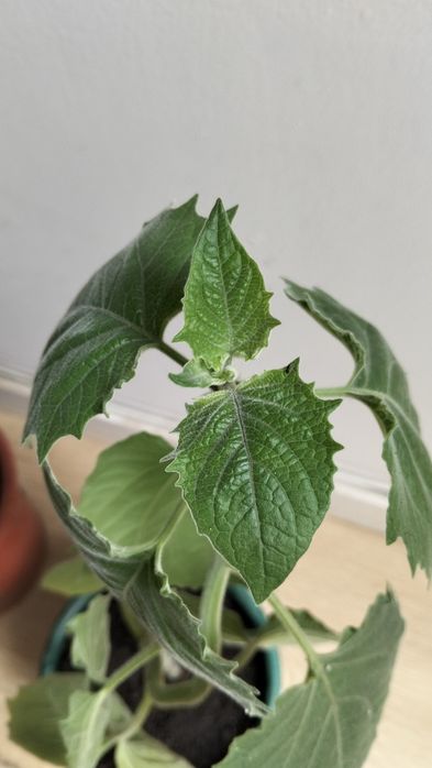 Physalis em vaso