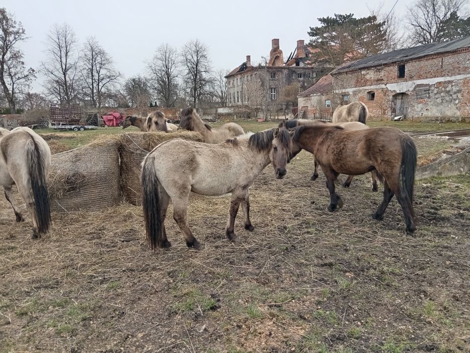 Klacze konik polski