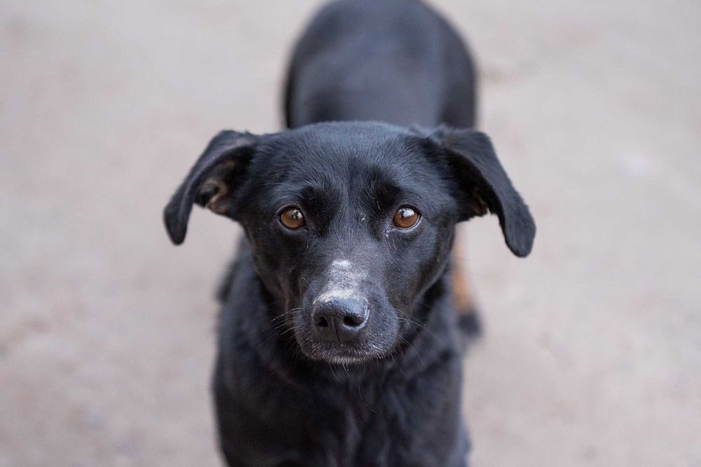Nitka - maleńka czarnulka - suczka do adopcji