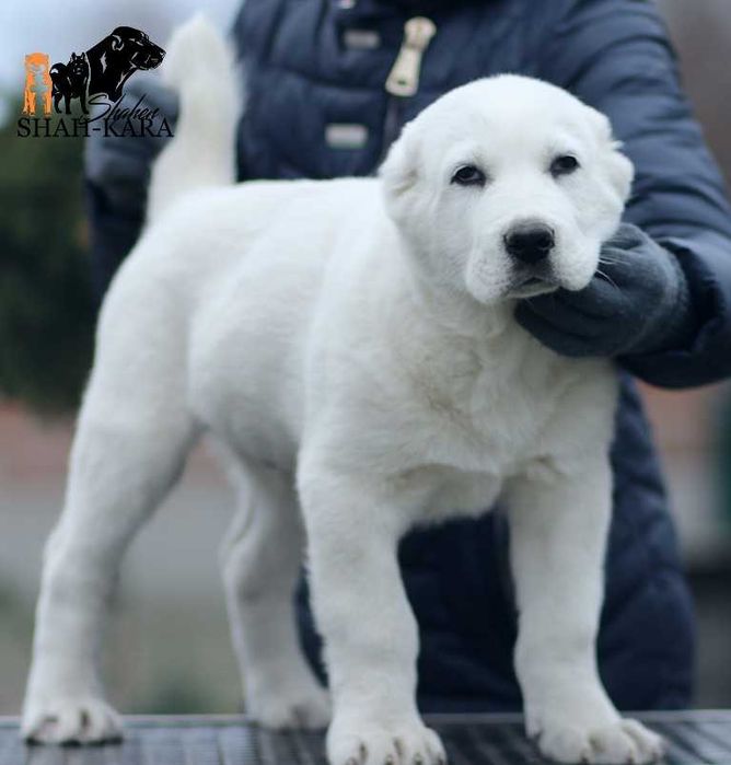 Шикарний білий хлопчик САВ