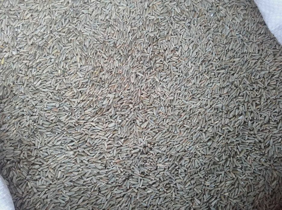 Żyto jare Żyto jare