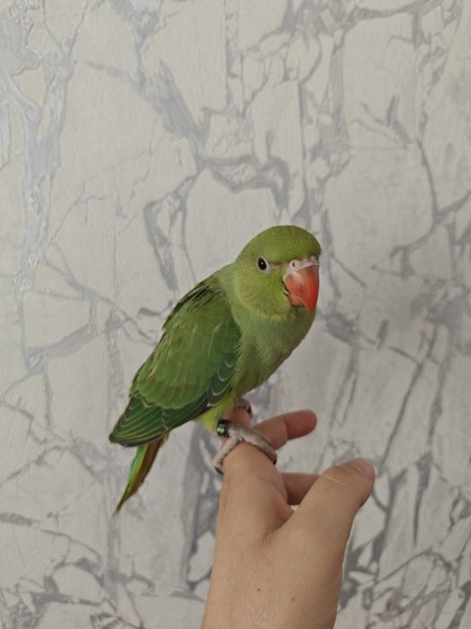 Ringnecks Domesticados