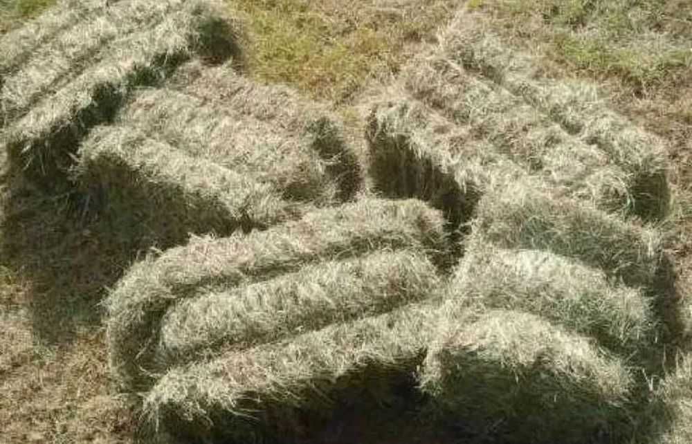 Сіно в тюках доставка