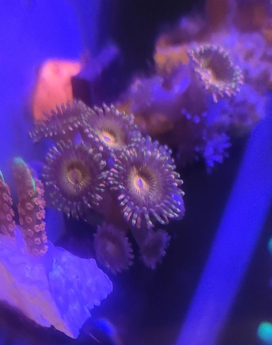 Zoanthus Zoa Pandora akwarium morskie