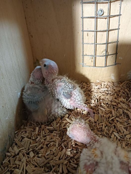 Pyrhuras para criar a mão