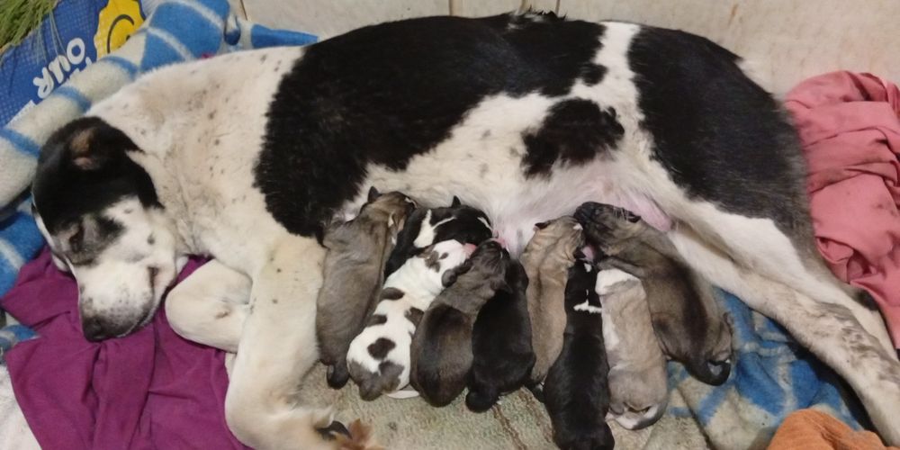 Щенки алабая (среднеазиатская овчарка) — НА БРОНИРОВАНИЕ  

Открыто б