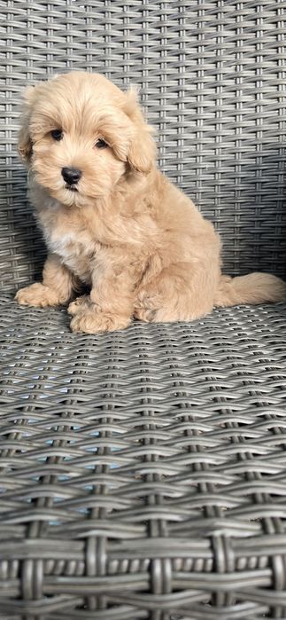 Maltipoo/ chłopczyk