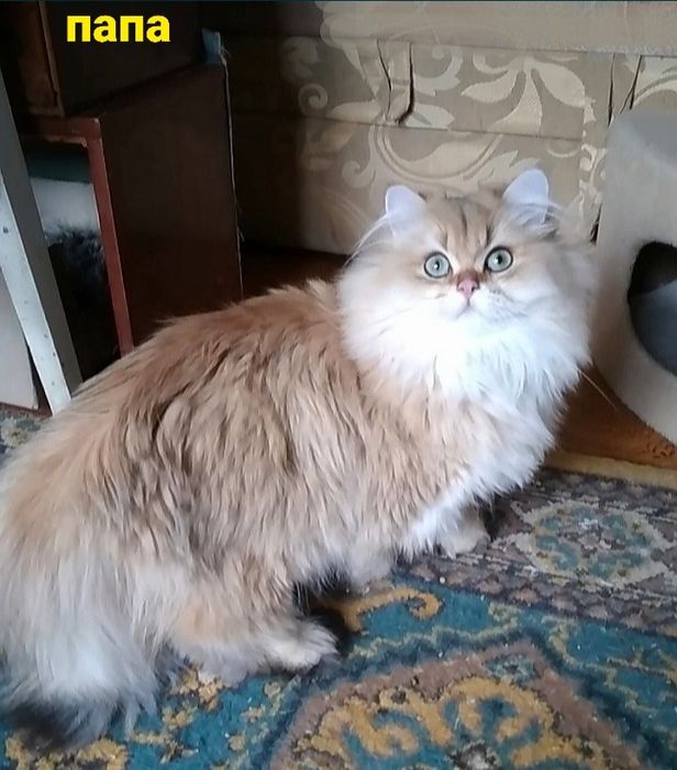 Роскошные котята шиншилла британская