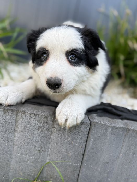 Broder collie szczeniak