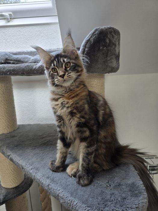 Koteczka Maine coon