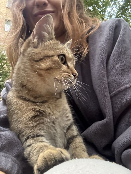Котик безкоштовно у вашу родину