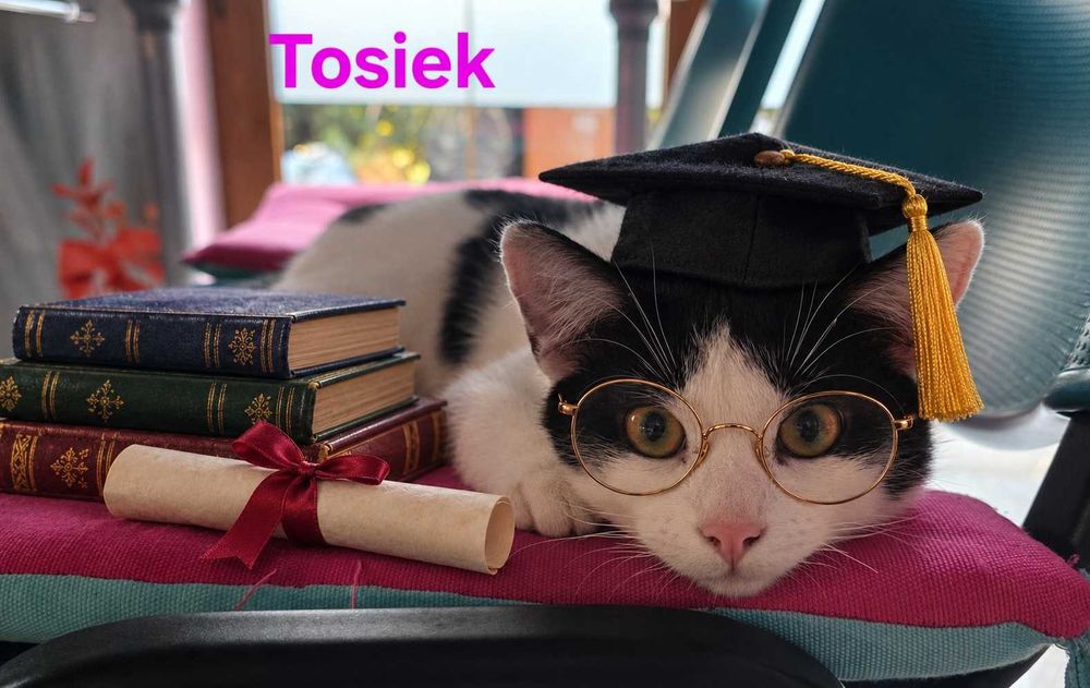 Tosiek - zezowaty włamywacz szuka domu! Drzwi otwiera sam, lodówkę ma na oku!