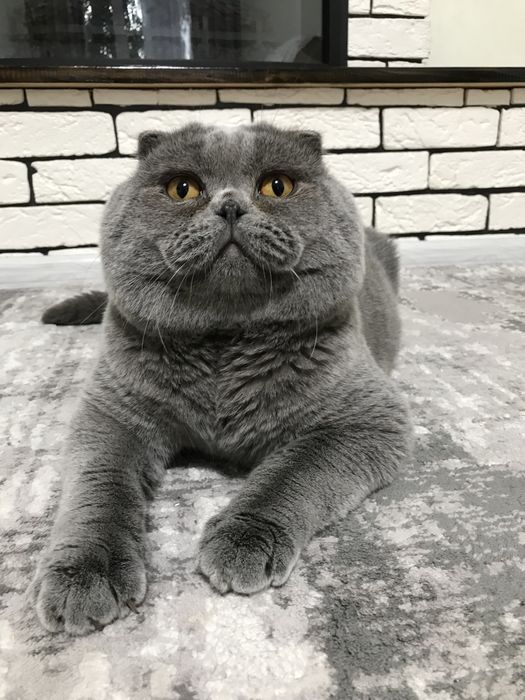 Вязка. Ищу кошечку!