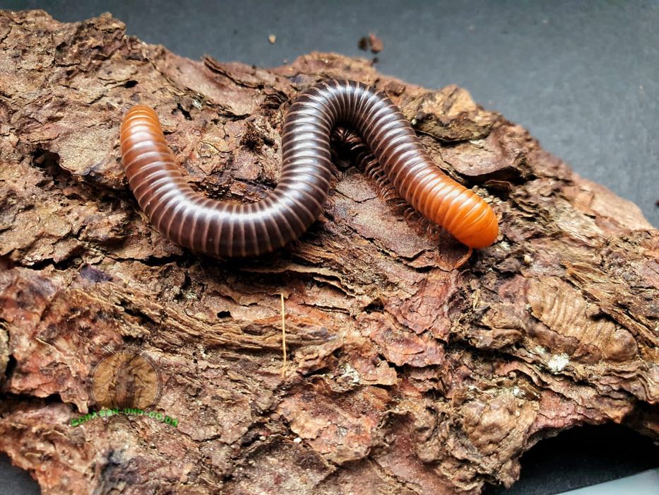 spirostreptus servatius mega rarytas mlode . Zobacz inne moje ogloszen