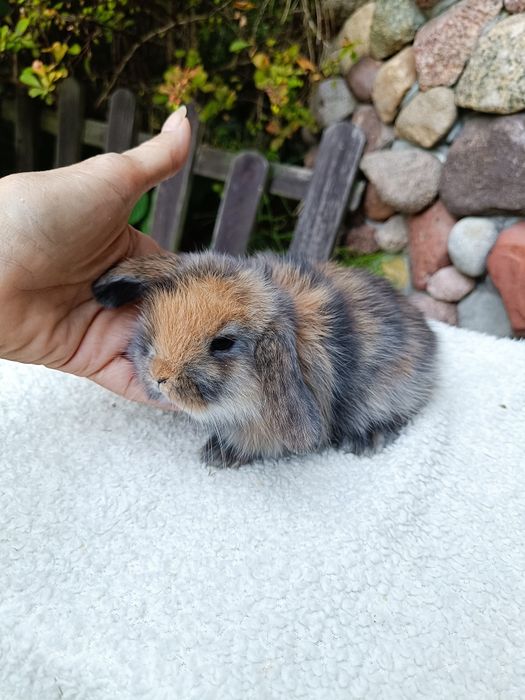 Mini Lop Radom Happy Teddy