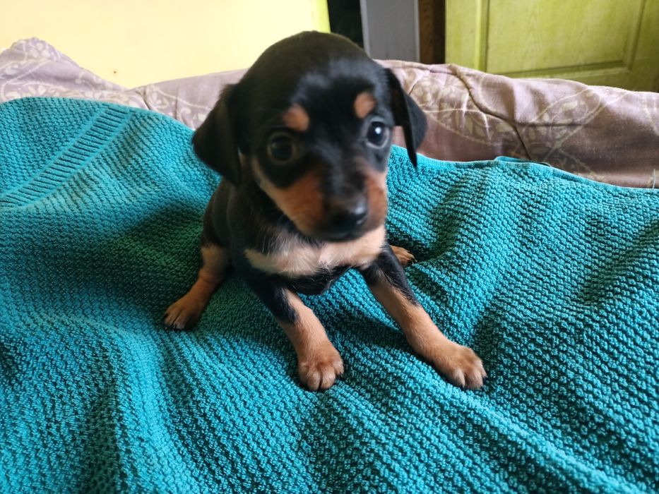 Той тер'єр дівчинка